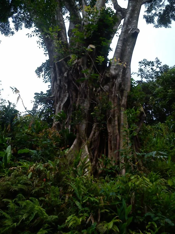Hawaii, 2014