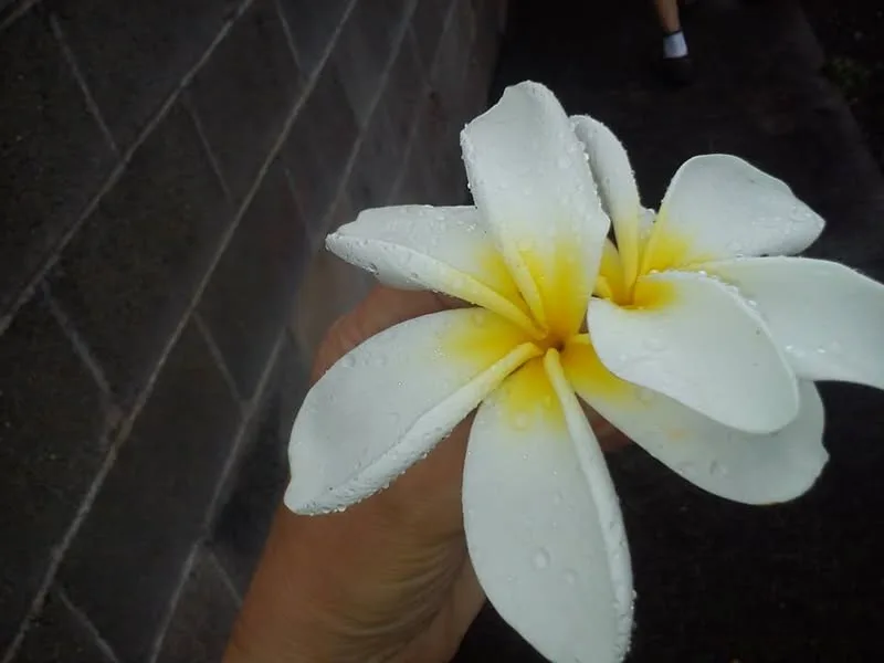 Hawaii, 2014