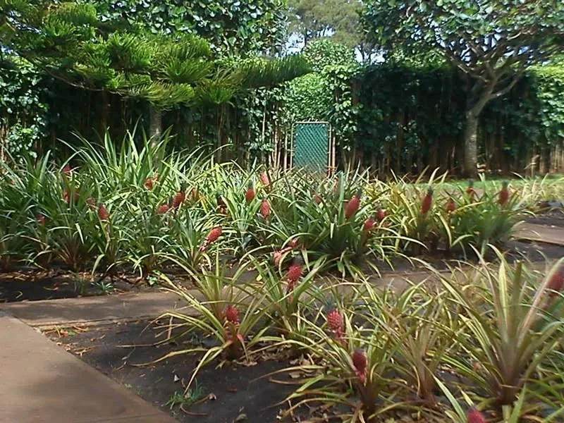 Hawaii, 2014