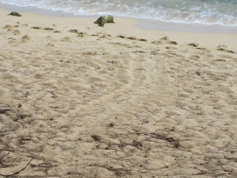 Hawaii, 2014