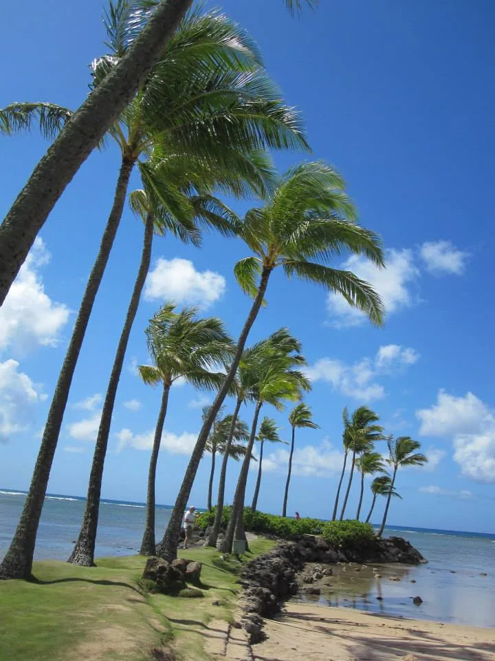 Hawaii, 2014 (devamı)